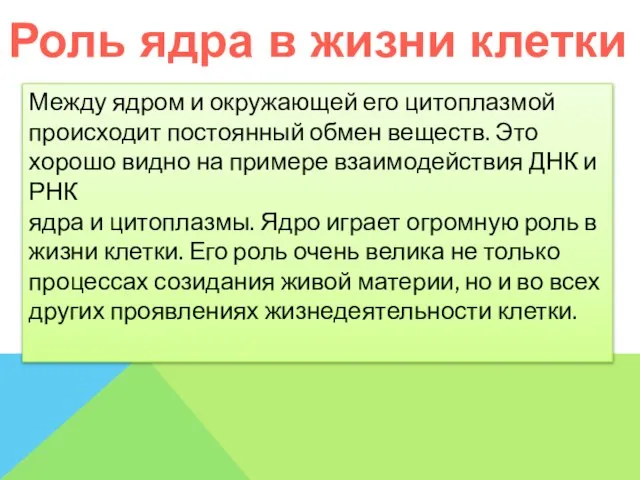 Роль ядра в жизни клетки Между ядром и окружающей его цитоплазмой