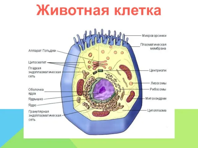 Животная клетка