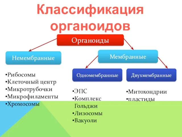 Органоиды Немембранные Мембранные Одномембранные Двухмембранные Рибосомы Клеточный центр Микротрубочки Микрофиламенты Хромосомы