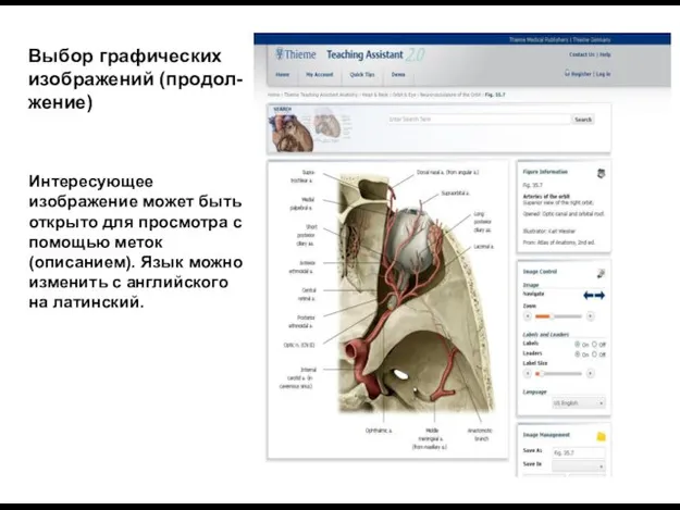 Выбор графических изображений (продол- жение) Интересующее изображение может быть открыто для