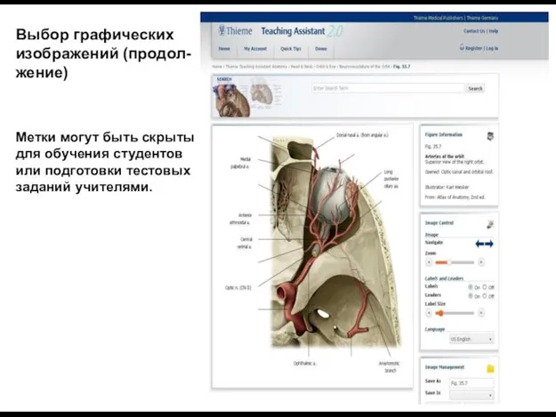 Выбор графических изображений (продол- жение) Метки могут быть скрыты для обучения