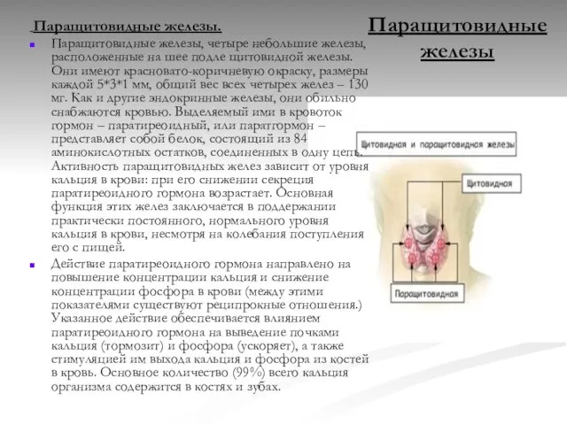 Паращитовидные железы Паращитовидные железы. Паращитовидные железы, четыре небольшие железы, расположенные на