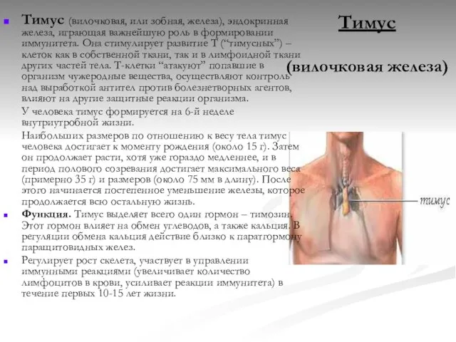 Тимус (вилочковая железа) Тимус (вилочковая, или зобная, железа), эндокринная железа, играющая