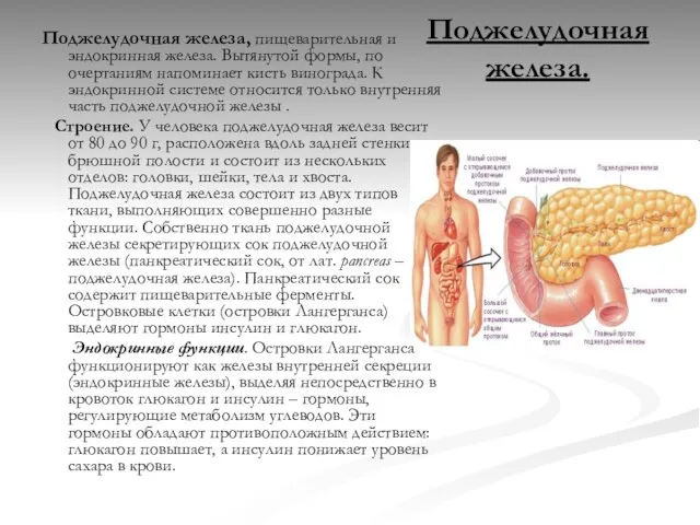 Поджелудочная железа. Поджелудочная железа, пищеварительная и эндокринная железа. Вытянутой формы, по