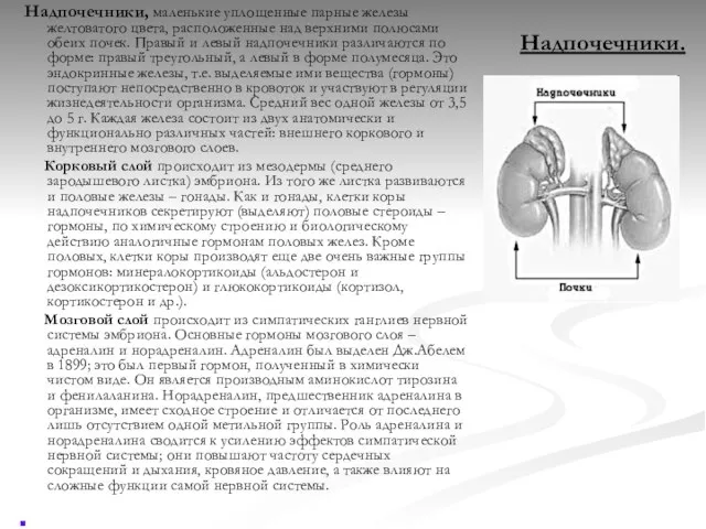 Надпочечники. Надпочечники, маленькие уплощенные парные железы желтоватого цвета, расположенные над верхними