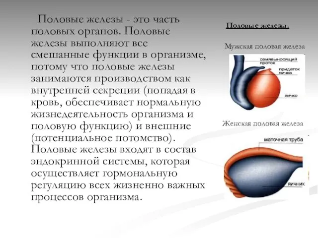 Половые железы - это часть половых органов. Половые железы выполняют все