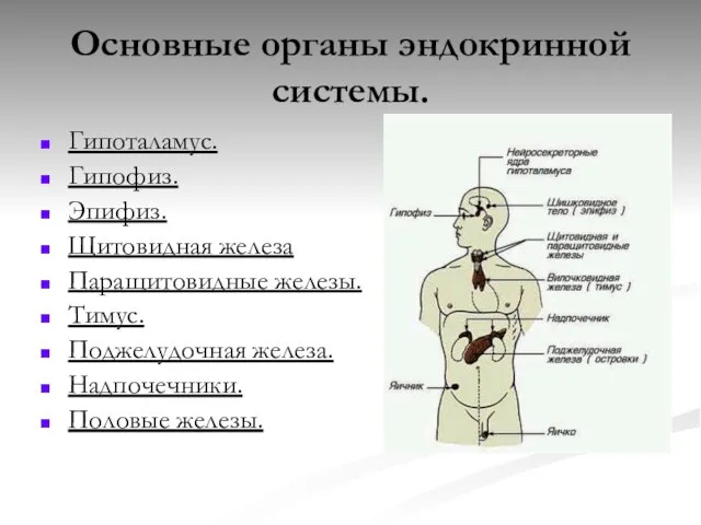 Основные органы эндокринной системы. Гипоталамус. Гипофиз. Эпифиз. Щитовидная железа Паращитовидные железы.