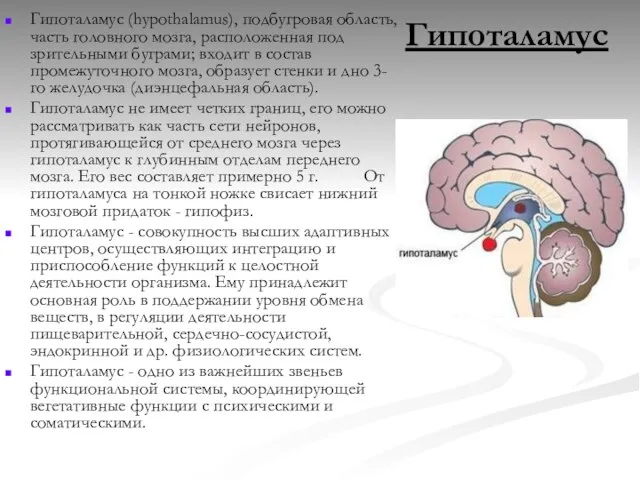 Гипоталамус Гипоталамус (hypothalamus), подбугровая область, часть головного мозга, расположенная под зрительными