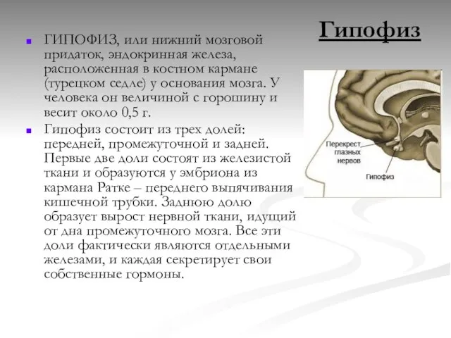 Гипофиз ГИПОФИЗ, или нижний мозговой придаток, эндокринная железа, расположенная в костном