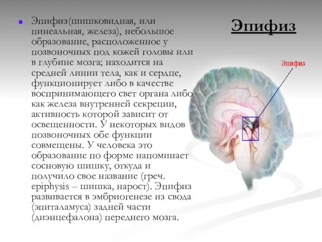 Эпифиз Эпифиз(шишковидная, или пинеальная, железа), небольшое образование, расположенное у позвоночных под