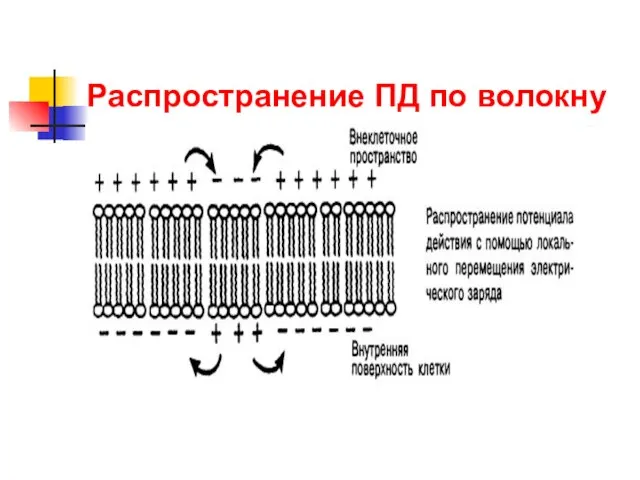 Распространение ПД по волокну