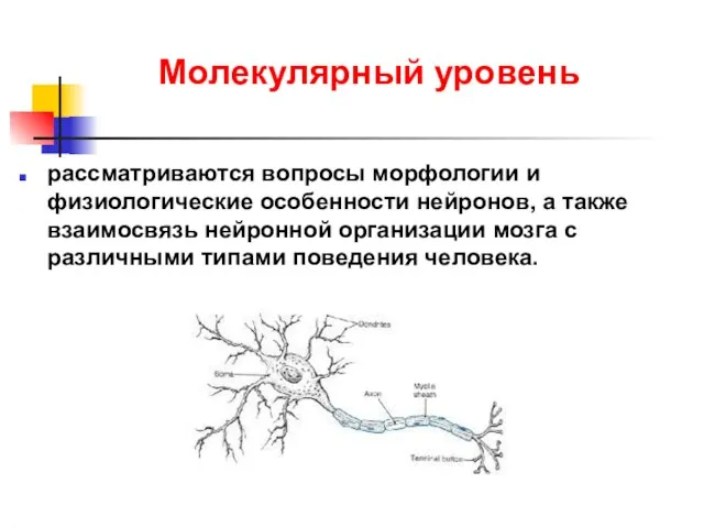 Молекулярный уровень рассматриваются вопросы морфологии и физиологические особенности нейронов, а также