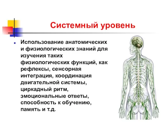 Системный уровень Использование анатомических и физиологических знаний для изучения таких физиологических