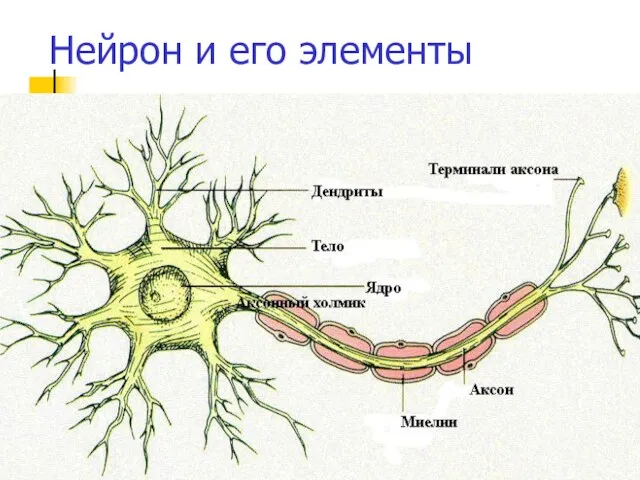 Нейрон и его элементы