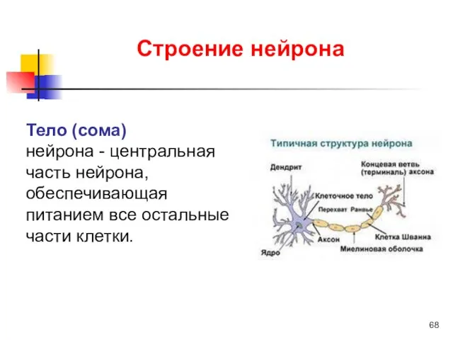 Тело (сома) нейрона - центральная часть нейрона, обеспечивающая питанием все остальные части клетки. Строение нейрона