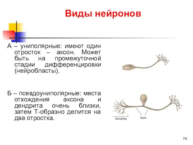 Виды нейронов А – униполярные: имеют один отросток – аксон. Может