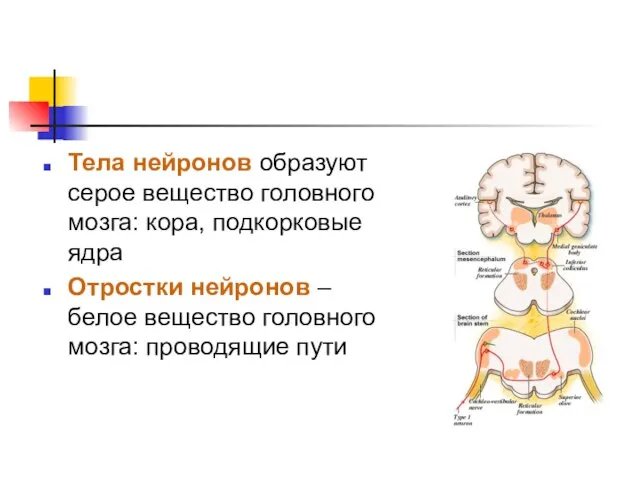 Тела нейронов образуют серое вещество головного мозга: кора, подкорковые ядра Отростки