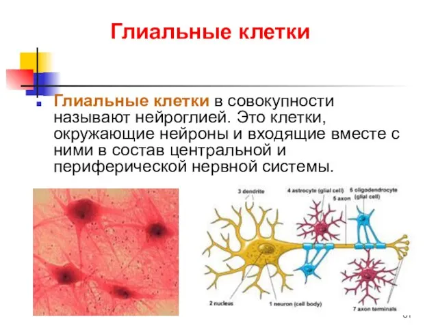 Глиальные клетки Глиальные клетки в совокупности называют нейроглией. Это клетки, окружающие