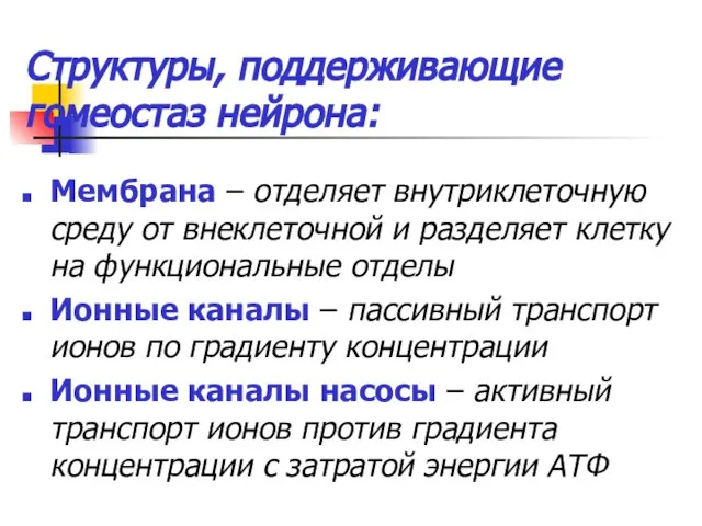 Структуры, поддерживающие гомеостаз нейрона: Мембрана – отделяет внутриклеточную среду от внеклеточной