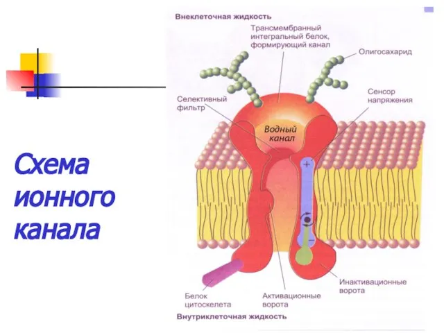 Схема ионного канала