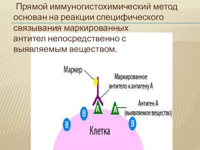 Прямой иммуногистохимический метод основан на реакции специфического связывания маркированных антител непосредственно с выявляемым веществом.