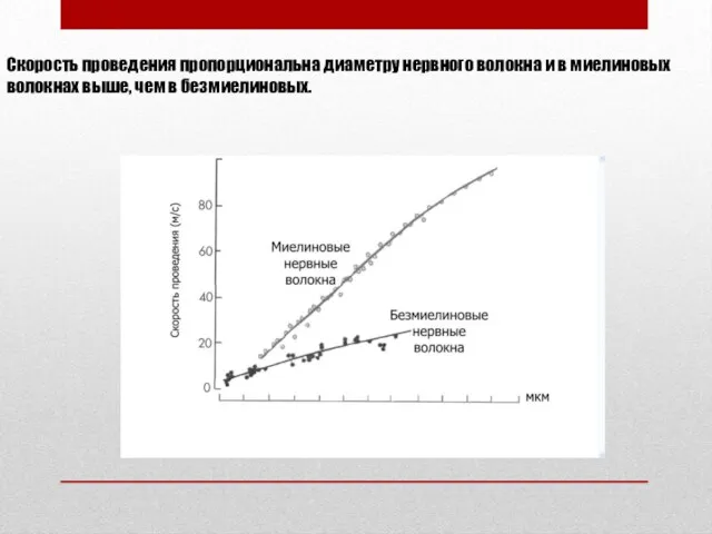 Скорость проведения пропорциональна диаметру нервного волокна и в миелиновых волокнах выше, чем в безмиелиновых.