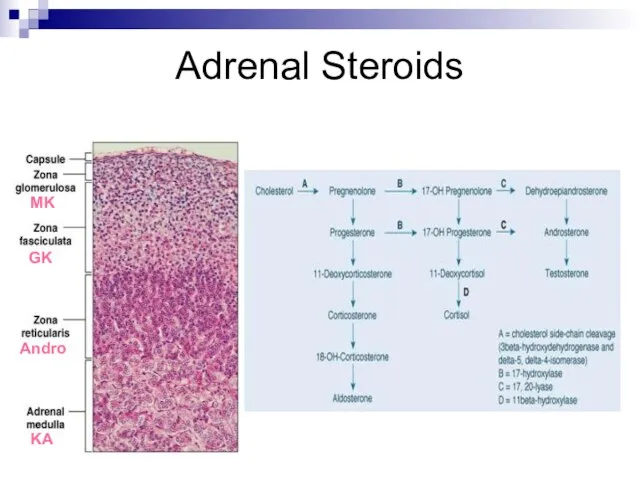 Adrenal Steroids MK GK Andro KA