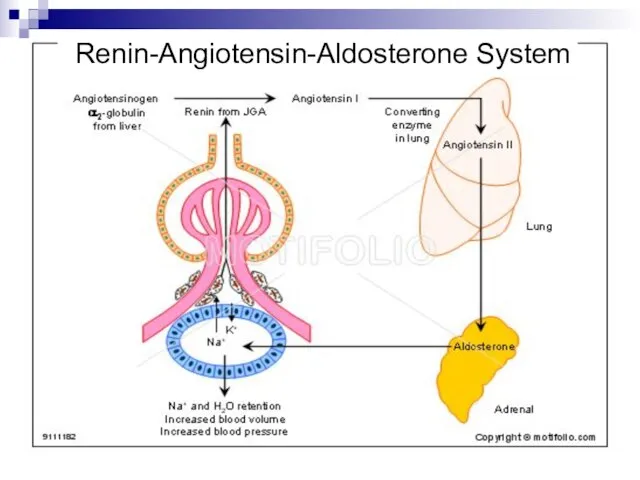 Renin-Angiotensin-Aldosterone System