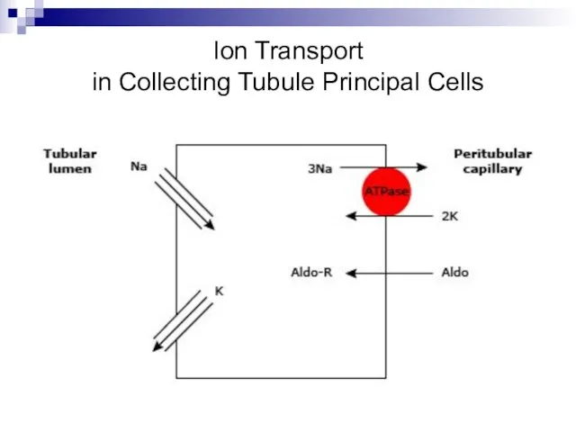 Ion Transport in Collecting Tubule Principal Cells