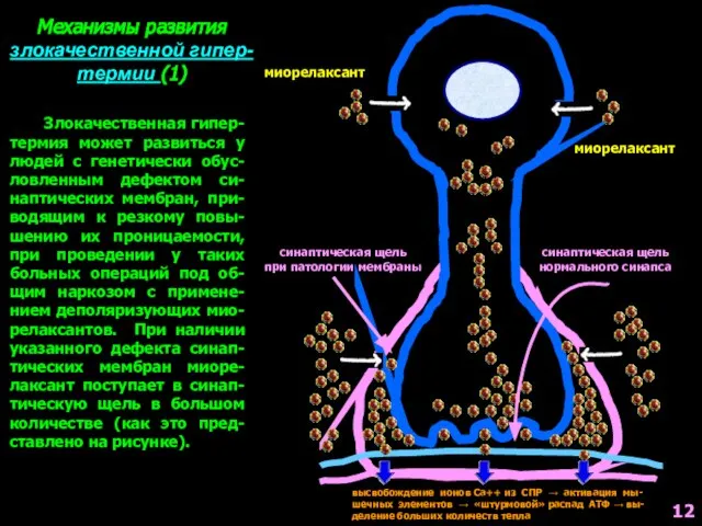 Злокачественная гипер-термия может развиться у людей с генетически обус-ловленным дефектом си-наптических