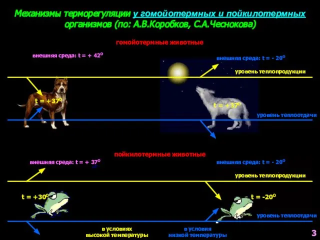 Механизмы терморегуляции у гомойотермных и пойкилотермных организмов (по: А.В.Коробков, С.А.Чеснокова) гомойотермные