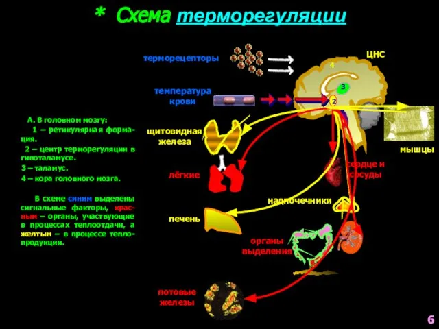 А. В головном мозгу: 1 – ретикулярная форма-ция. 2 – центр