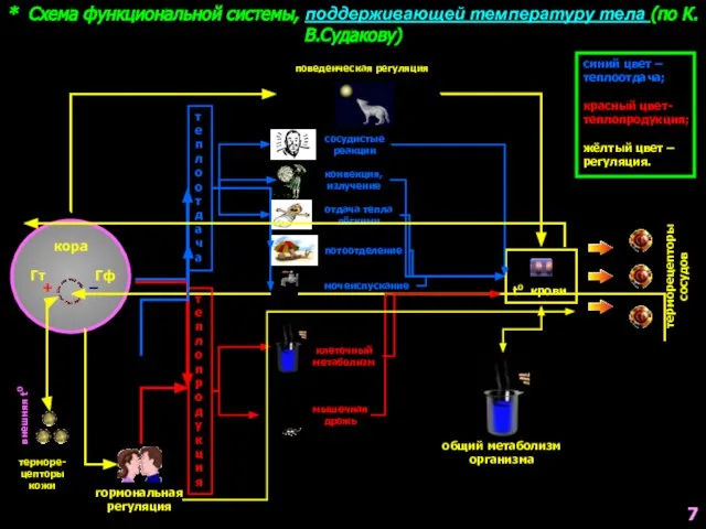 * Схема функциональной системы, поддерживающей температуру тела (по К.В.Судакову) кора Гт