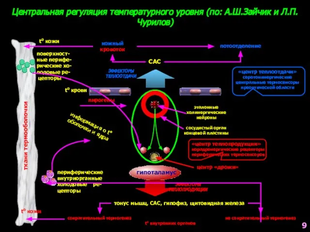 Центральная регуляция температурного уровня (по: А.Ш.Зайчик и Л.П.Чурилов) ткани термооболочки гипоталамус