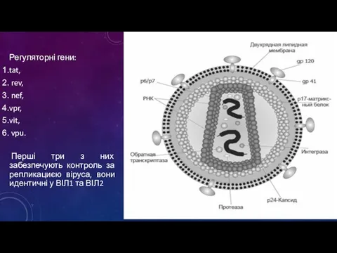 Регуляторні гени: tat, rev, nef, vpr, vit, vpu. Перші три з