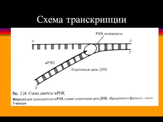 Схема транскрипции