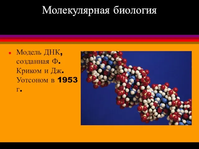 Молекулярная биология Модель ДНК, созданная Ф.Криком и Дж.Уотсоном в 1953 г.