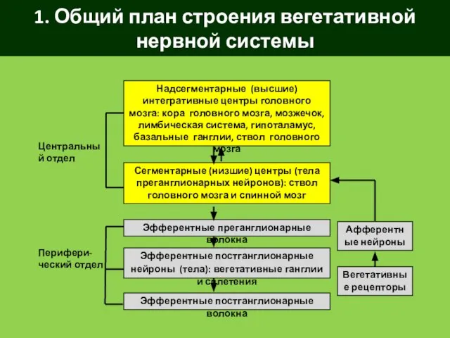 1. Общий план строения вегетативной нервной системы Надсегментарные (высшие) интегративные центры