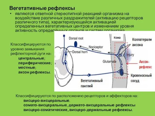 Вегетативные рефлексы являются ответной стереотипной реакцией организма на воздействие различных раздражителей