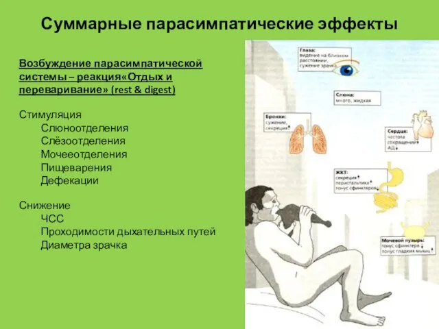 Суммарные парасимпатические эффекты Возбуждение парасимпатической системы – реакция«Отдых и переваривание» (rest