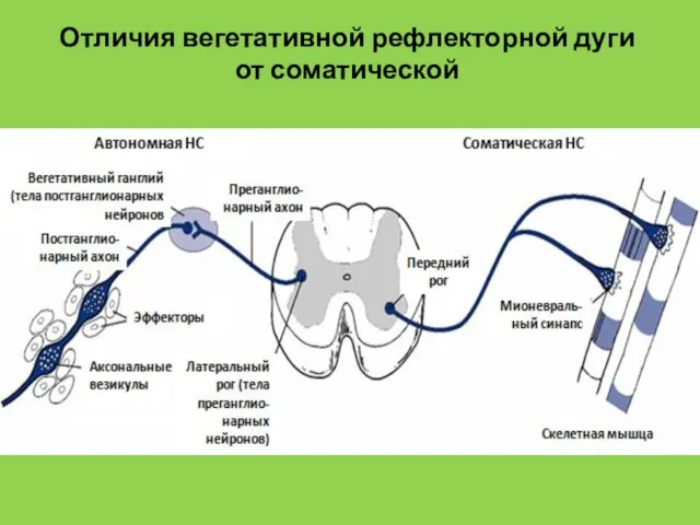 Отличия вегетативной рефлекторной дуги от соматической