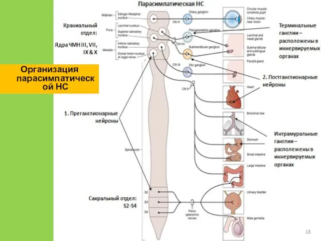 Организация парасимпатической НС