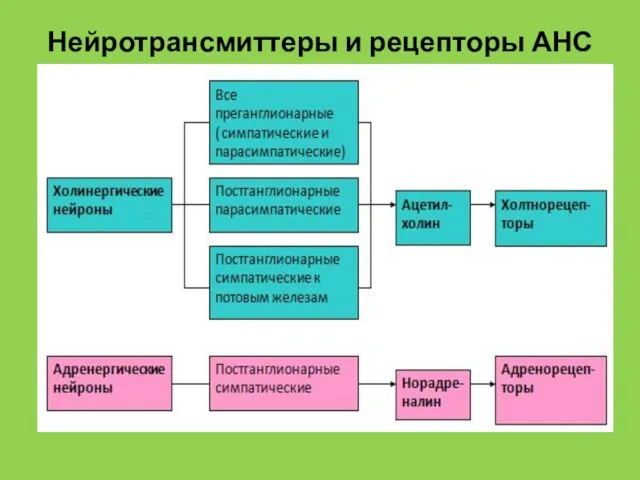 Нейротрансмиттеры и рецепторы АНС