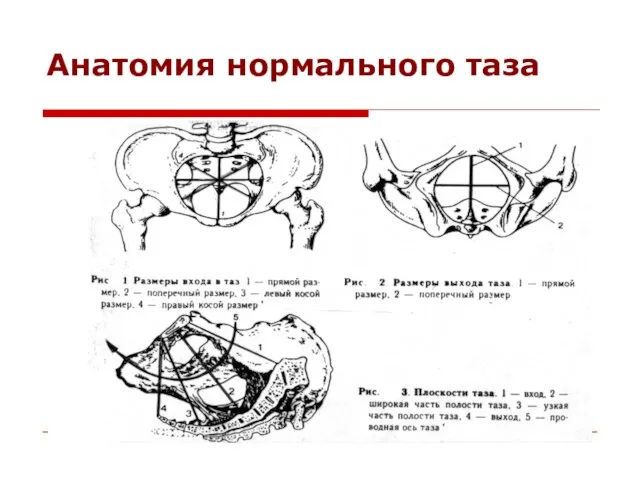 Анатомия нормального таза