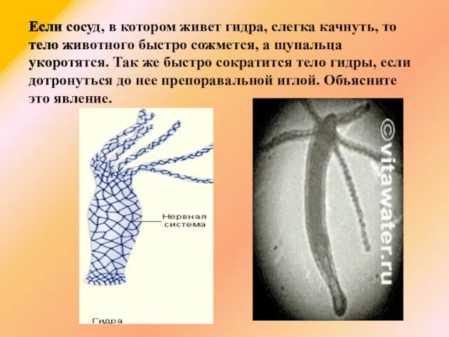 Если сосуд, в котором живет гидра, слегка качнуть, то тело животного