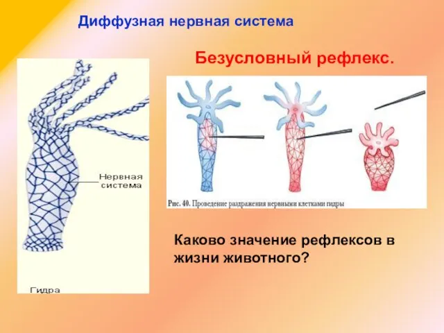 Диффузная нервная система Безусловный рефлекс. Каково значение рефлексов в жизни животного?