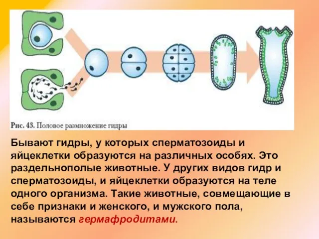 Бывают гидры, у которых сперматозоиды и яйцеклетки образуются на различных особях.