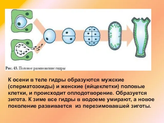 К осени в теле гидры образуются мужские (сперматозоиды) и женские (яйцеклетки)