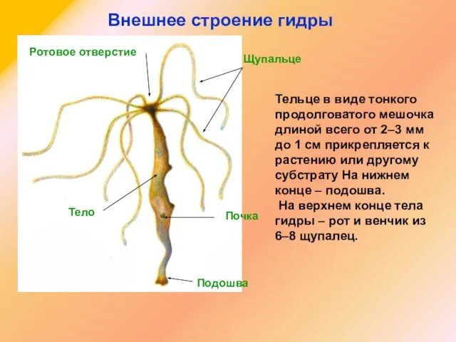 Щупальце Подошва Ротовое отверстие Почка Тело Внешнее строение гидры Тельце в