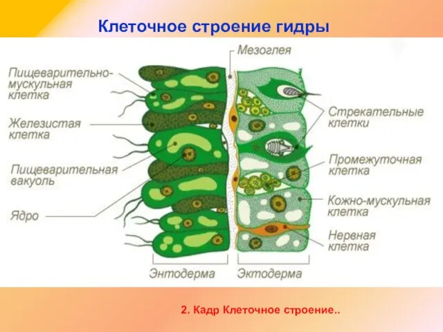 Клеточное строение гидры 2. Кадр Клеточное строение..